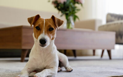 Is My Dog Covered? Understanding Pet Coverage in Home Insurance